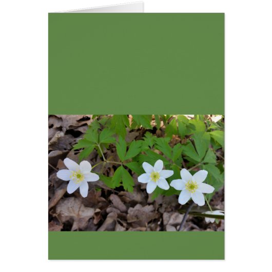tiny white flowers cards (Front)