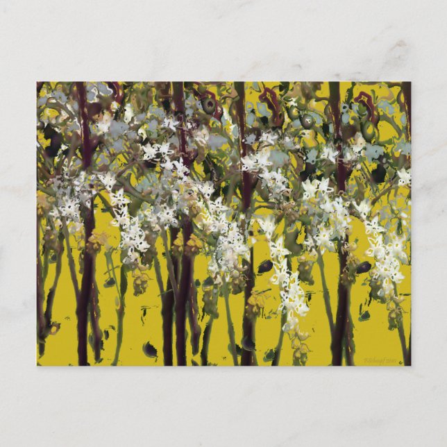 Tiny White Flowers Postcard (Front)