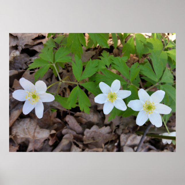 tiny white flowers poster (Front)