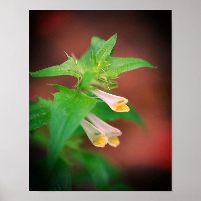 Tiny White Woodland Wildflower Close Up Poster (Front)