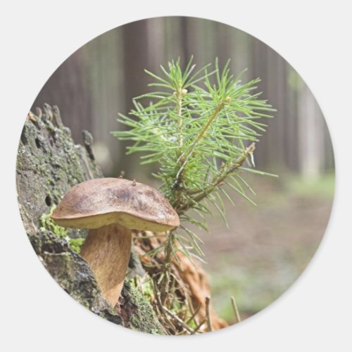 Tiny Wild Mushroom Classic Round Sticker