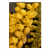 Tiny Yellow Blossoms (Front)