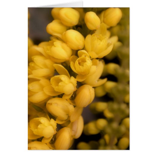 Tiny Yellow Blossoms Cards (Front)