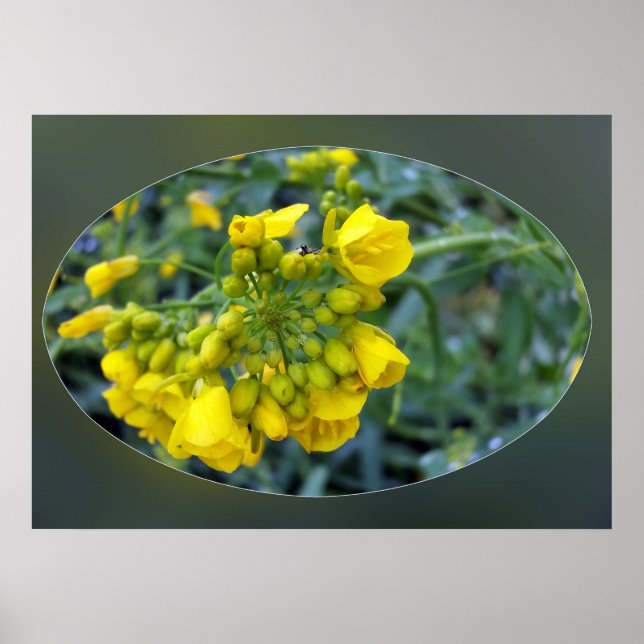 Tiny yellow flowers poster (Front)