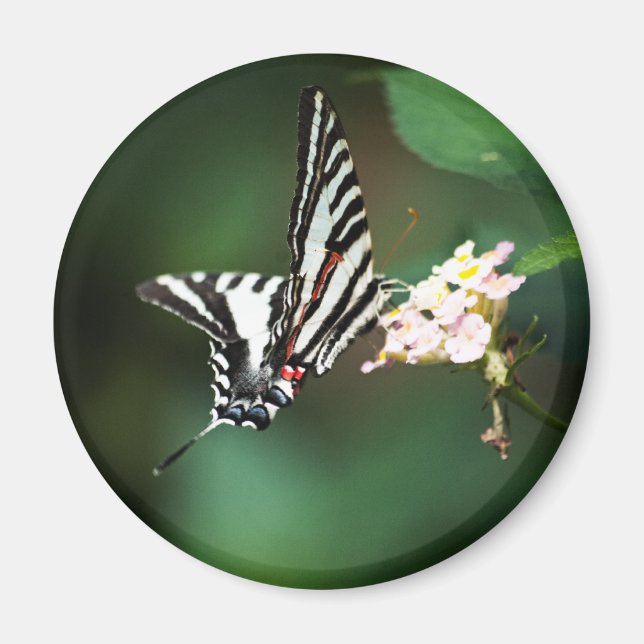 Tiny Zebra Magnet (Front)