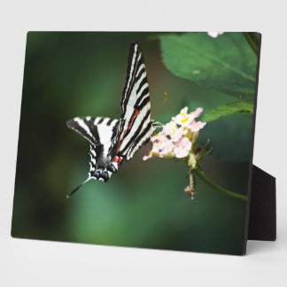 Tiny Zebra Plaque