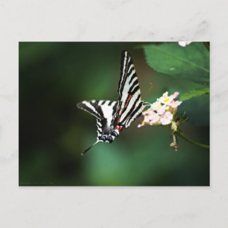 Tiny Zebra Postcard