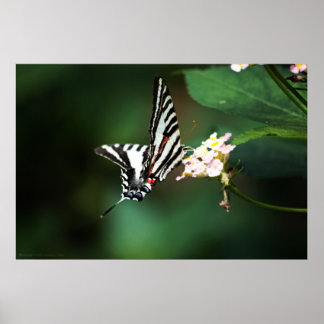 Tiny Zebra Print