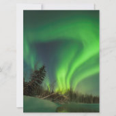 Tipping Spruce Aurora (Front)