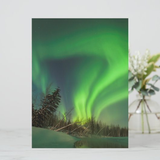 Tipping Spruce Aurora (Standing Front)