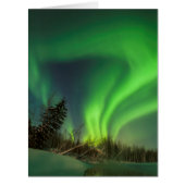 Tipping Spruce Aurora (Front)