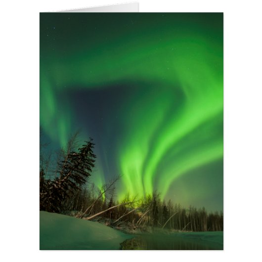 Tipping Spruce Aurora Cards (Front)
