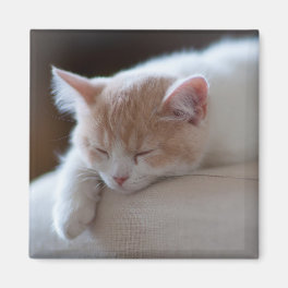 Tired Beige And White Kitten Magnet