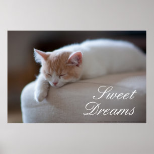 Tired Beige And White Kitten Poster