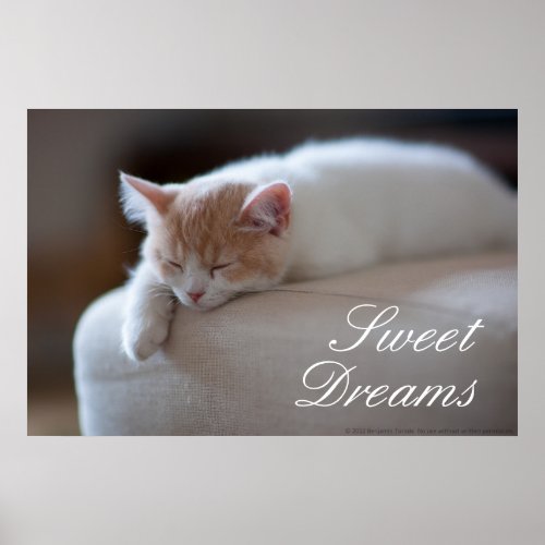 Tired Beige And White Kitten Poster