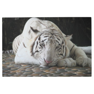 Tired Bengal White Tiger Lying On The Floor Metal Print
