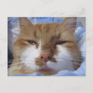 Tired Cat Postcard