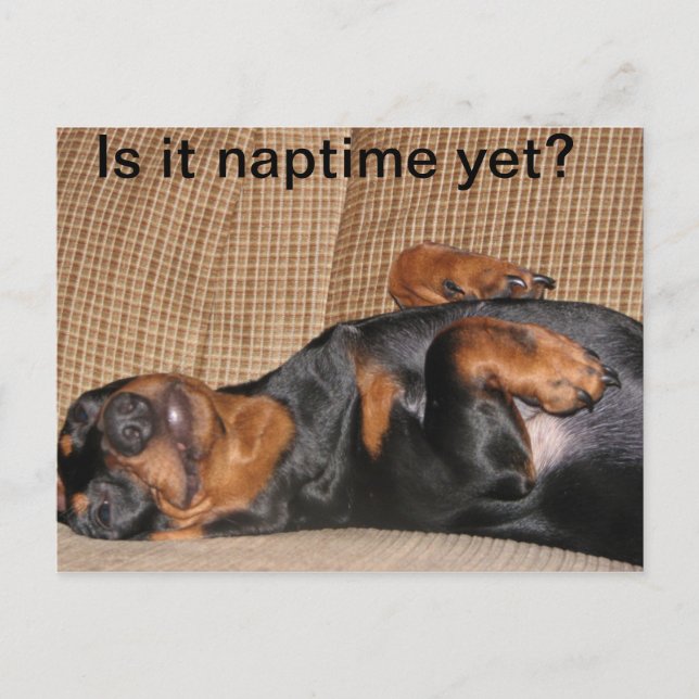 Tired Dachshund Postcard (Front)