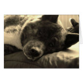 Tired Inca (Front Horizontal)