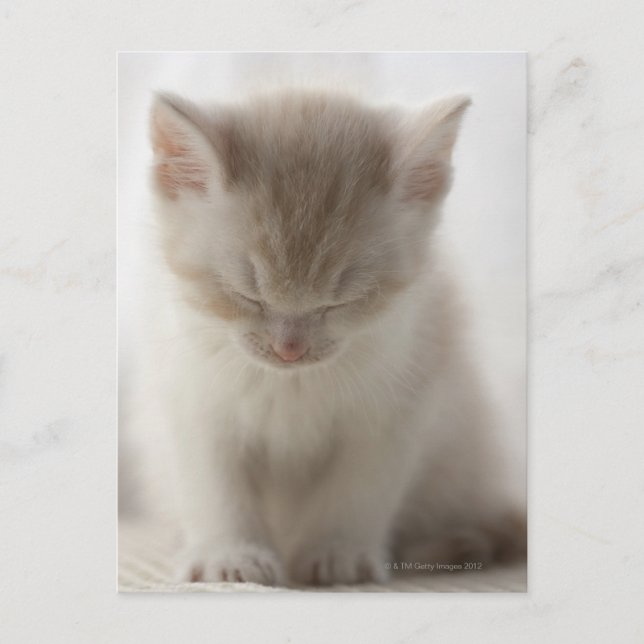Tired Kitten Postcard (Front)