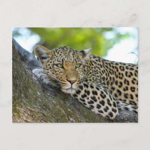 Tired Leopard Lying On Tree Branch Postcard