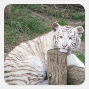 Tired Sleepy White Tiger Resting On Tree Logs Square Sticker