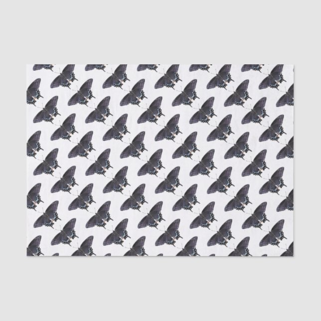 Tissue Paper Black Swallowtails (Front)