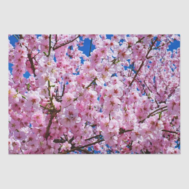 Tissue Paper Cherry Blossoms (Front)