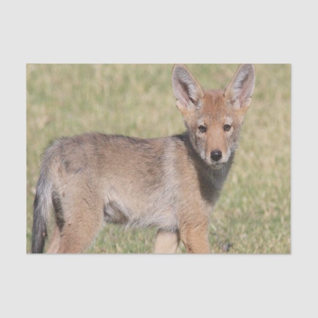 Tissue Paper Coyote (Front)