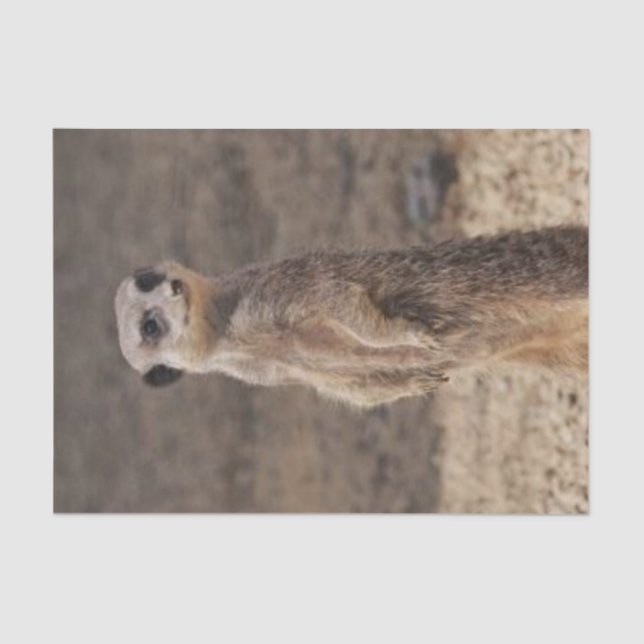 Tissue Paper Meerkat (Front)