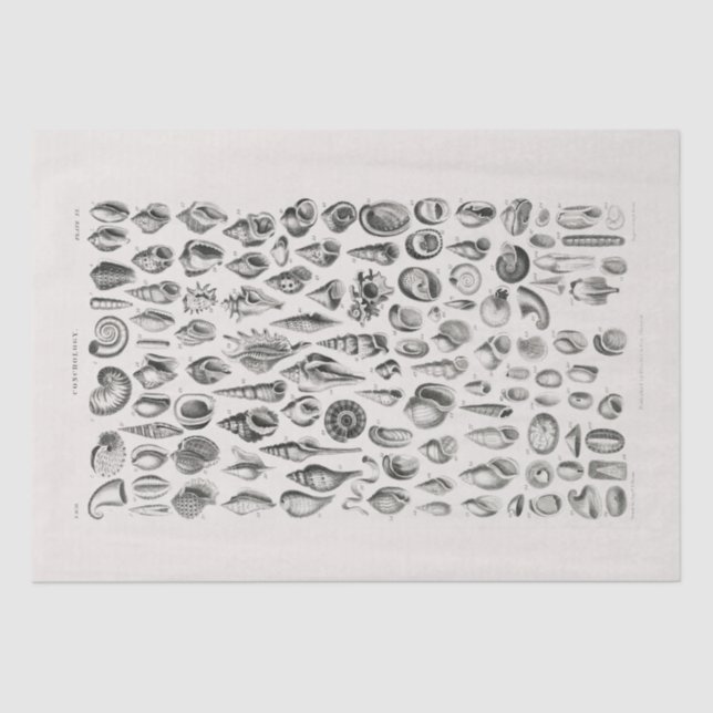 TISSUE PAPER : OLIVER GOLDSMITH : CONCHOLOGY (Front)