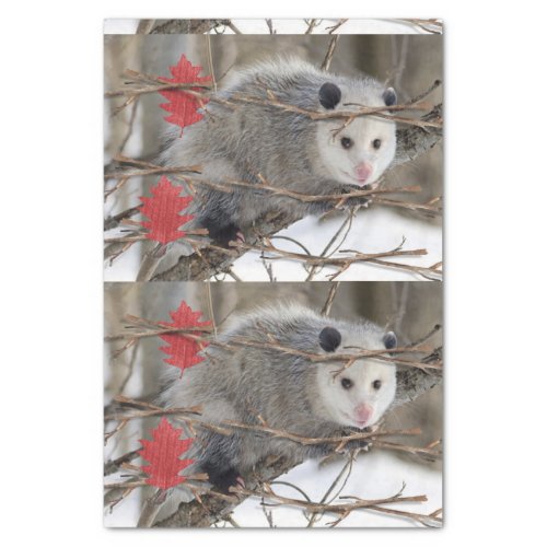 Tissue Paper Opossum Nature