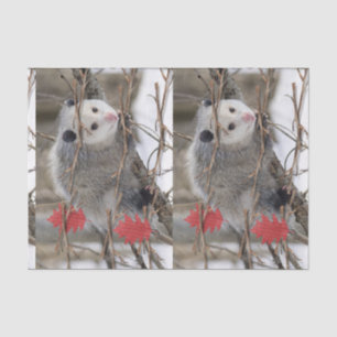 Tissue Paper Opossum Nature