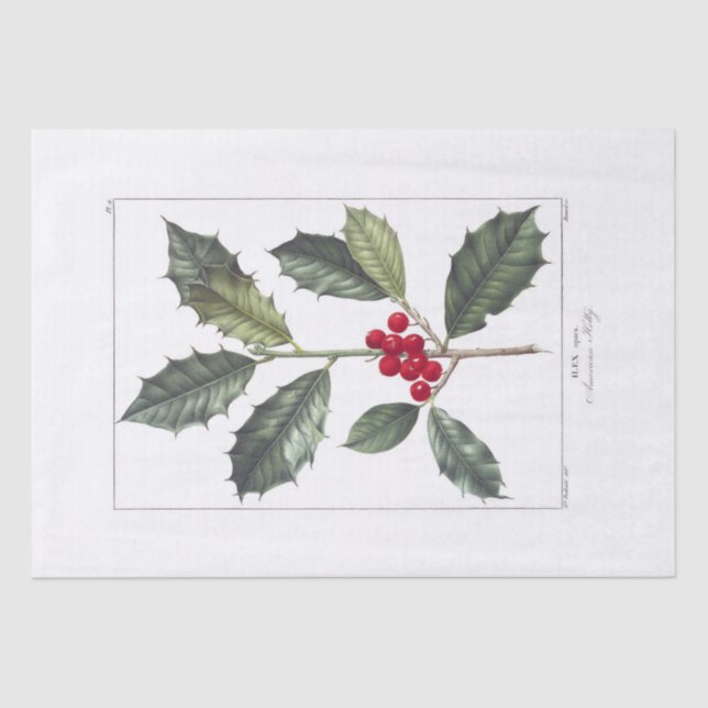 TISSUE PAPER : PIERRE'JOSEPH REDOUTÉ : HOLLY (Front)