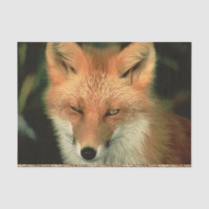 Tissue Paper Red Fox