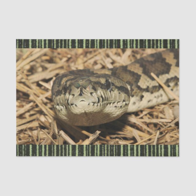 Tissue Paper Snakes (Front)