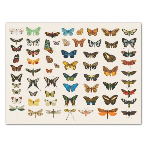 TISSUE PAPER  VINTAGE BUTTERFLY CHART