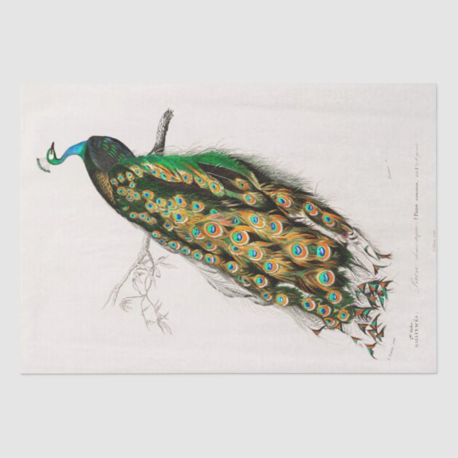 TISSUE PAPER : VINTAGE INDIAN PEACOCK CHART (Front)