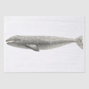 TISSUE PAPER : VINTAGE WHALE