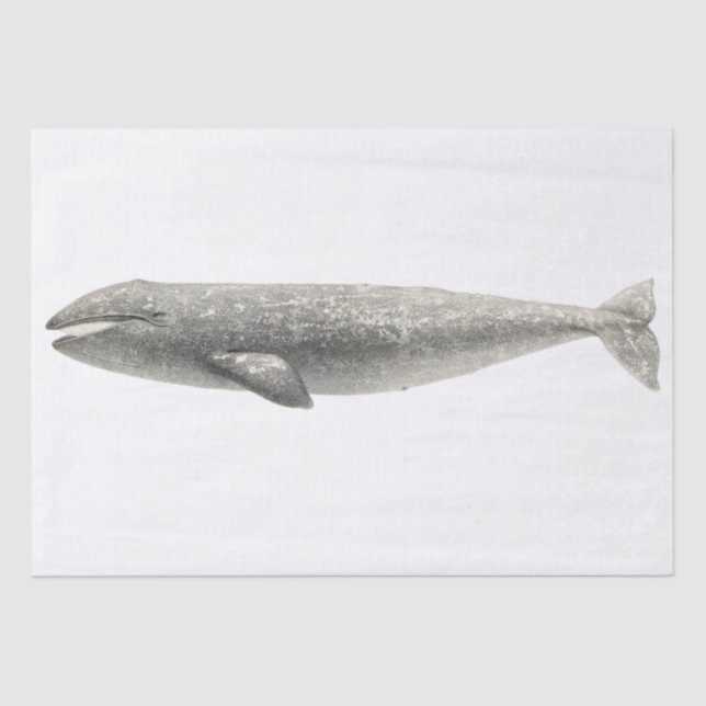 TISSUE PAPER : VINTAGE WHALE (Front)