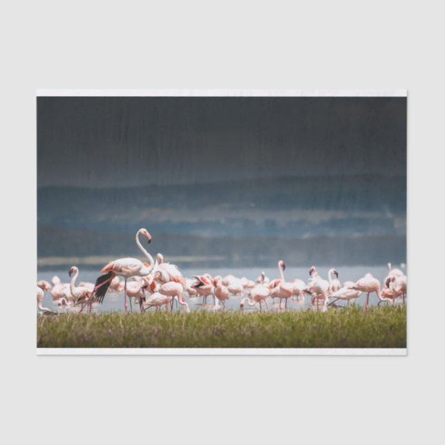 Tissue Paper with Image of Flamingos (Front)