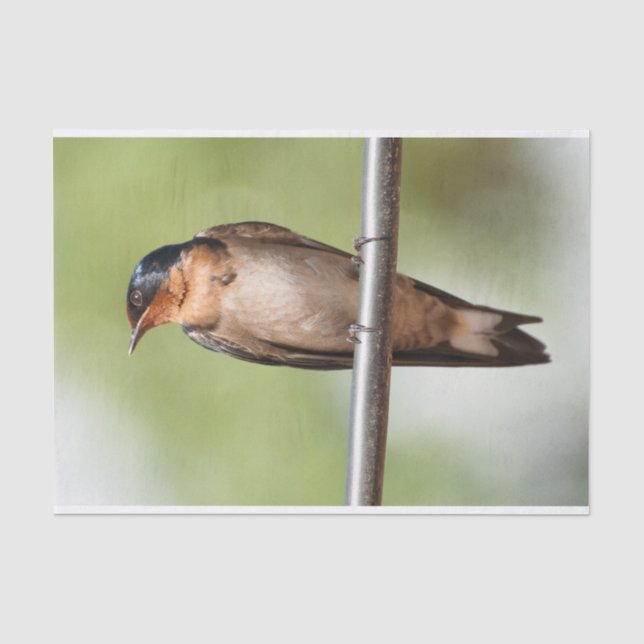 Tissue Paper with Image of Swallow (Front)