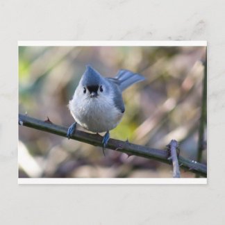 Titmouse Postcard