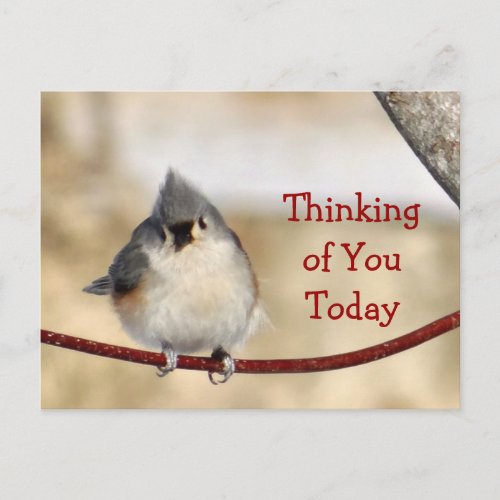 Titmouse Postcard blank_ customize any occasion