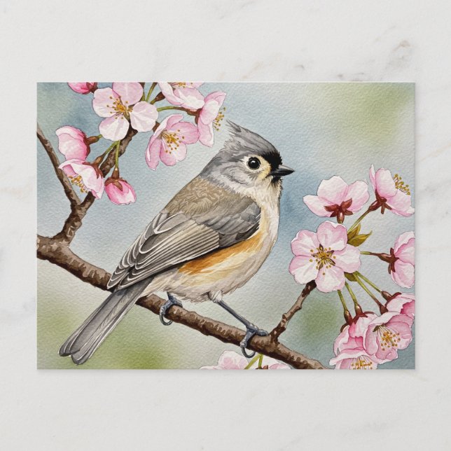 Titmouse, Sakura, Spring Postcard (Front)
