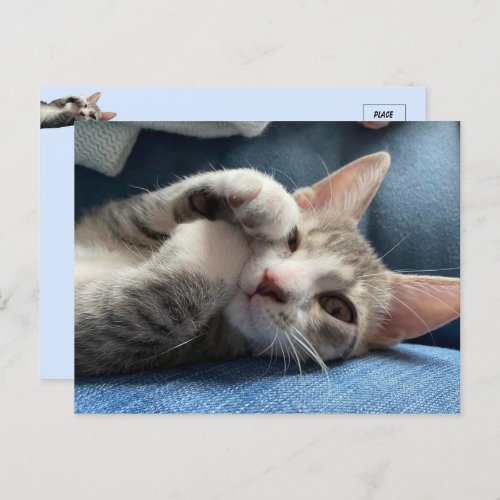Tito Bandito The Cutest Kitten  Cat Postcard
