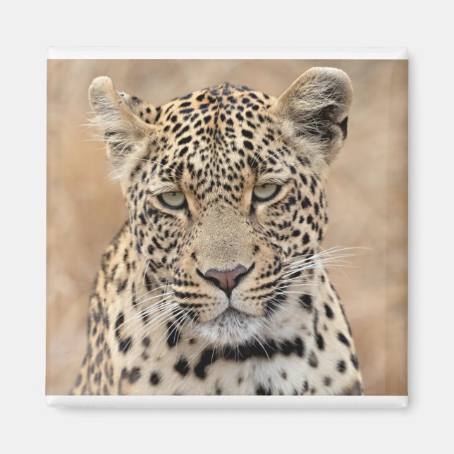 Tlalamaba Princess of Djume female laopard Magnet (Front)