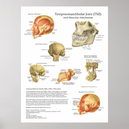 TMJ Anatomy Muscular Attachments Chart Doctor