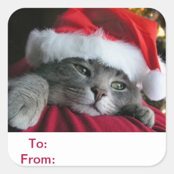 To And From Gift Tags Cat Sticker by walkandbark at Zazzle