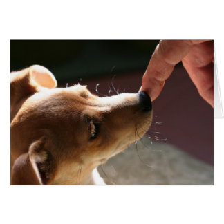 To Be Without a Dog...